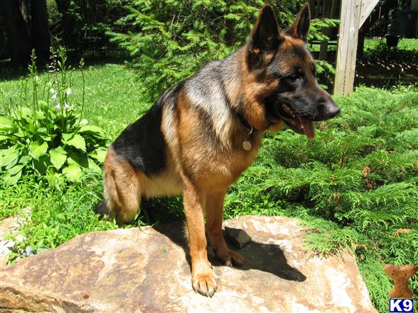 a german shepherd dog standing on a rock