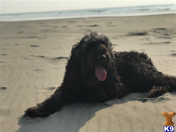 a goldendoodles dog lying on the beach