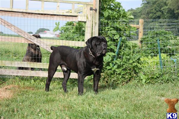 a cane corso dog standing in a yard