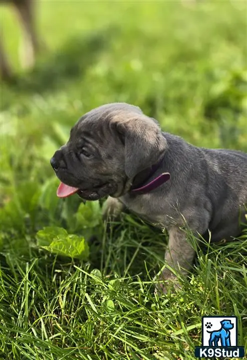 a cane corso dog standing in grass