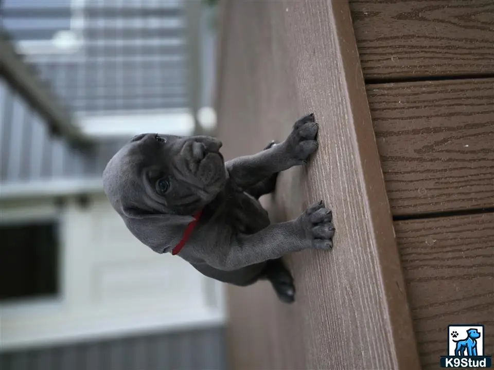 a cane corso dog standing on a wood deck