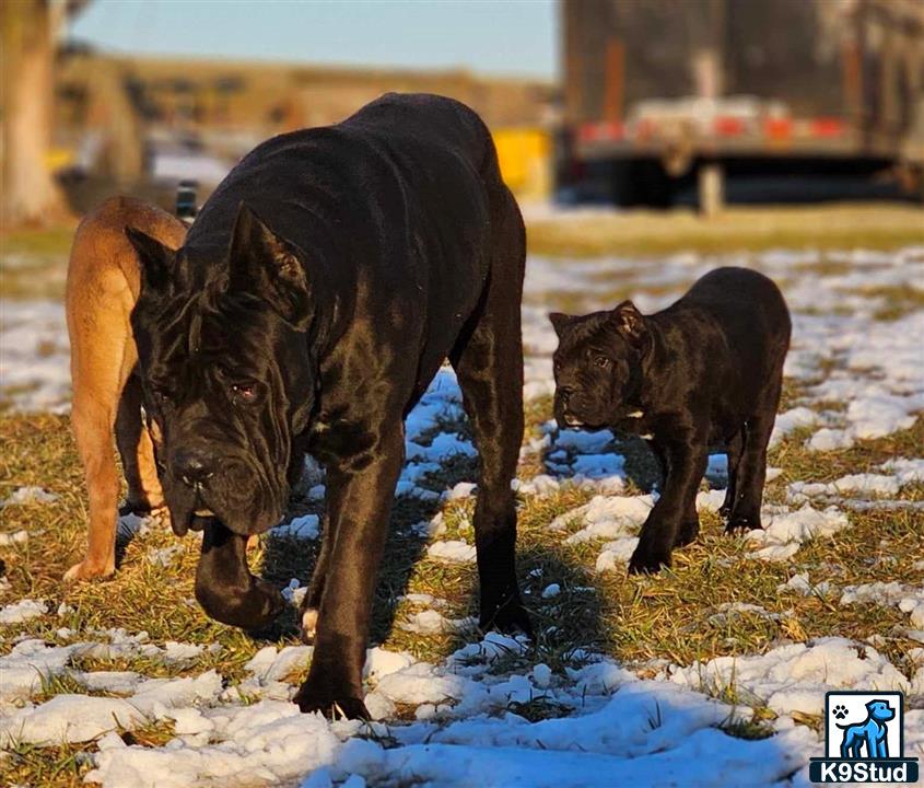 a cane corso dog and a cane corso dog in the snow