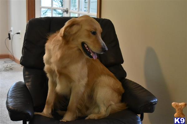 a golden retriever dog sitting on a leather chair