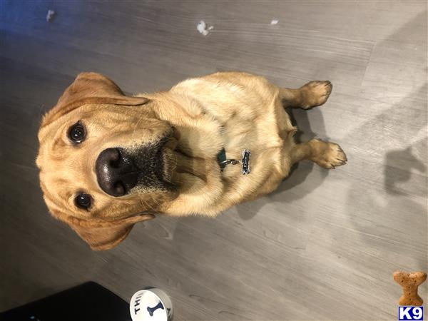 a labrador retriever dog standing on a wood floor