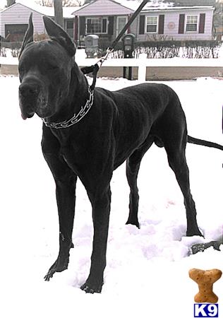 a great dane dog standing in the snow