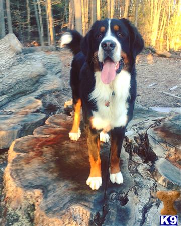 a bernese mountain dog dog standing on a log