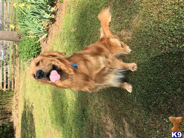 a golden retriever dog lying on the grass