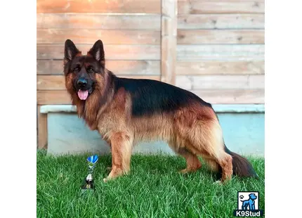 a german shepherd dog standing in the grass