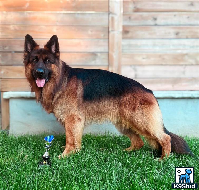 a german shepherd dog standing in the grass