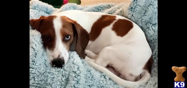 a dachshund dog lying on a blanket