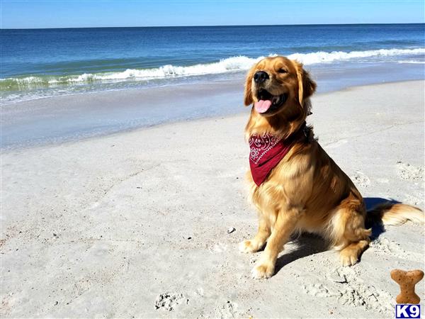 a golden retriever dog sitting on a beach