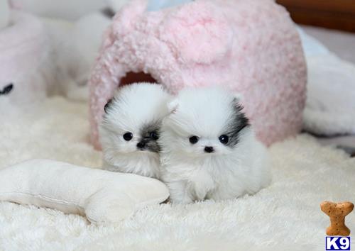 a group of pomeranian puppies in a pile of snow