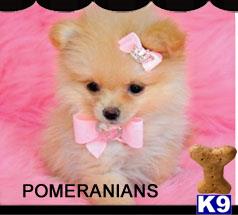 a pomeranian dog wearing a bow tie