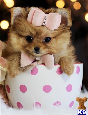 a pomeranian dog wearing a pink bow