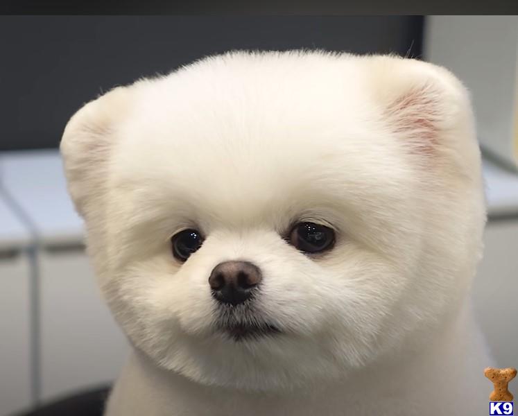 a white pomeranian dog with a white fluffy fur