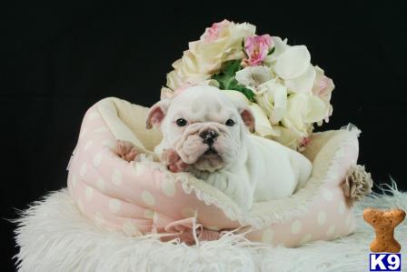 a english bulldog dog wearing a white dress with flowers on it