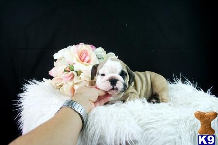 a english bulldog dog wearing a flower crown