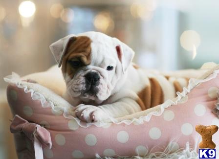 a english bulldog dog lying in a bed