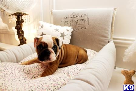 a english bulldog dog lying on a bed