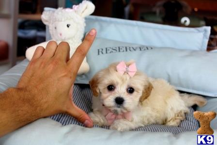 a hand holding a small poodle dog