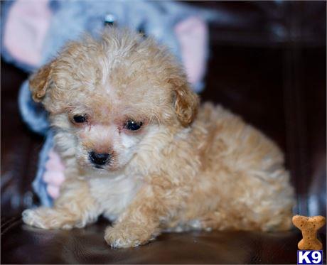 a small white poodle puppy