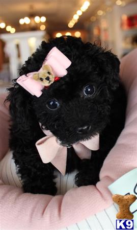 a person holding a small black poodle dog