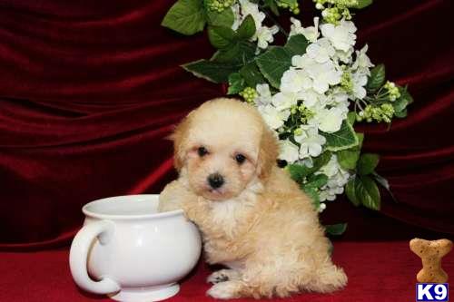 a poodle dog sitting next to a flower pot