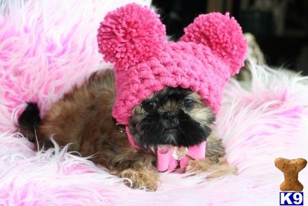 a shih tzu dog wearing a pink wig