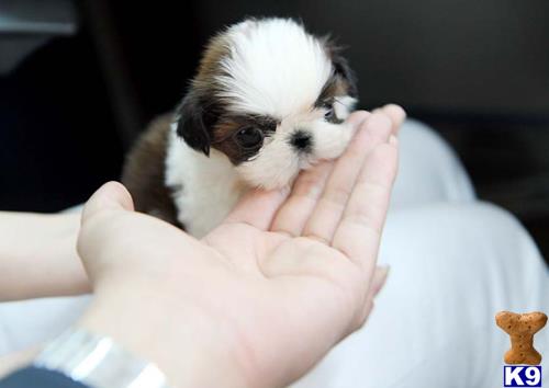 a person holding a small animal