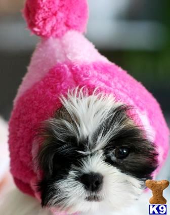 a shih tzu dog wearing a pink hat