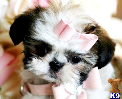 a small shih tzu dog wearing a pink bow