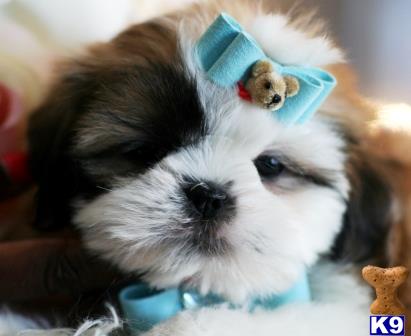a shih tzu dog wearing a blue hat