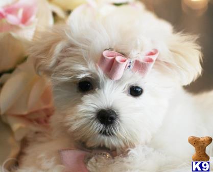 a maltese dog with pink bow