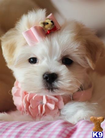 a maltese dog with a stuffed animal on its head