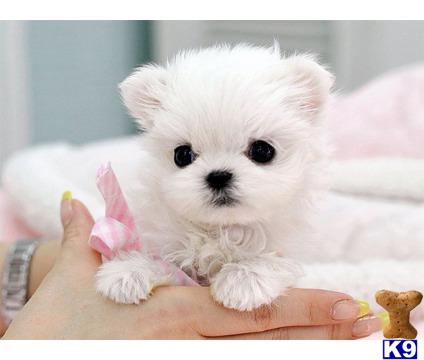 a small white maltese puppy