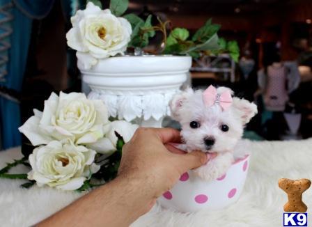 a person holding a small maltese dog