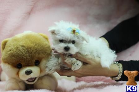 a maltese dog and a stuffed animal