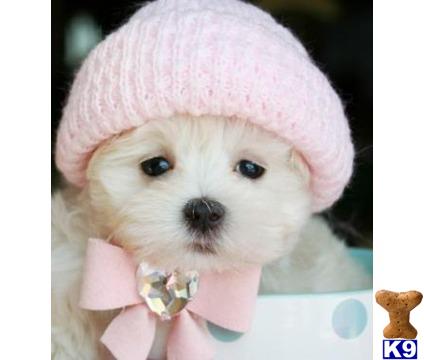 a maltese dog wearing a pink hat