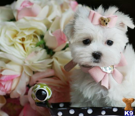 a maltese dog wearing a bow tie