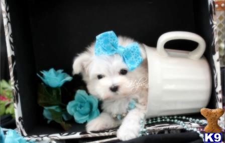 a white maltese dog wearing a blue hat