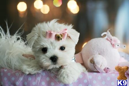 a maltese dog wearing a pink bow