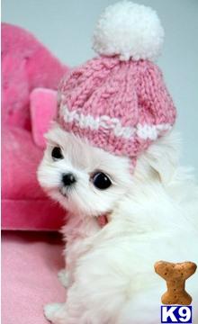 a white maltese dog wearing a pink hat