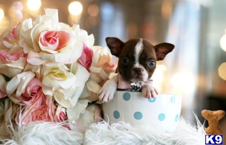 a boston terrier dog in a basket with flowers