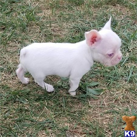 a white baby goat