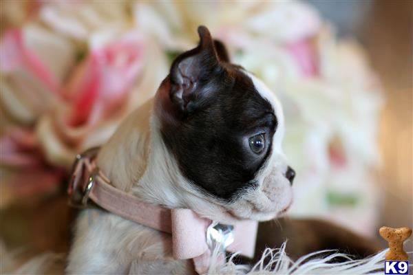 a boston terrier dog wearing a bow tie