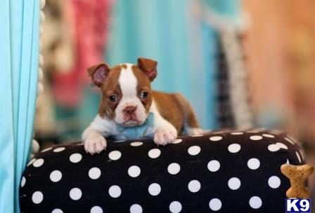 a boston terrier dog sitting on a black and white polka dot polka dot polka dot polka dot polka dot pillow