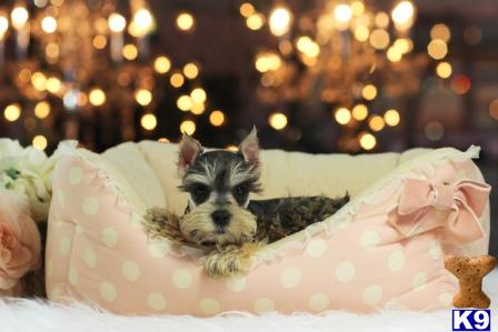 a miniature schnauzer dog lying on a blanket