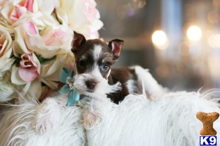 a miniature schnauzer dog lying on a blanket with flowers on it
