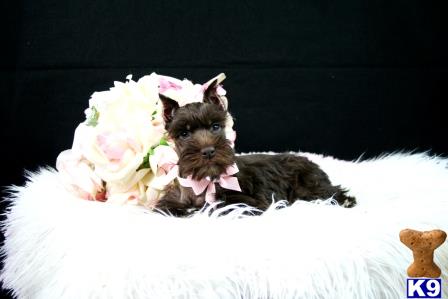 a miniature schnauzer dog lying on a bed with flowers on its head