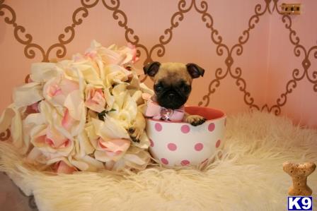 a pug dog in a teacup